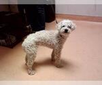 Small Poodle (Miniature)