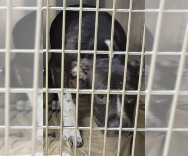 Medium Photo #1 Mutt Puppy For Sale in Decatur, IL, USA