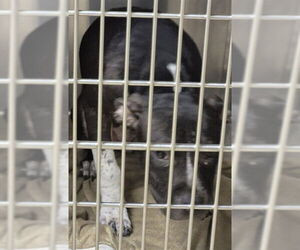 Mutt Dogs for adoption in Decatur, IL, USA