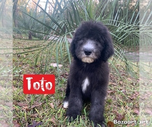 Sheepadoodle Puppy for sale in CENTURY, FL, USA