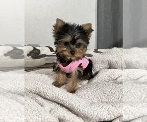 Medium Yorkshire Terrier