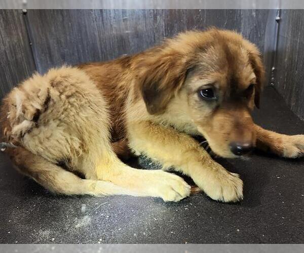 Medium Photo #1 Labrador Retriever-Unknown Mix Puppy For Sale in San Antonio, TX, USA