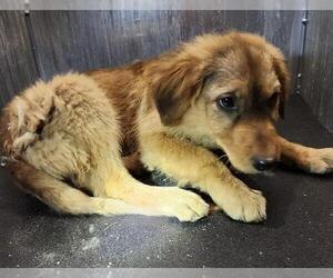 Labrador Retriever-Unknown Mix Dogs for adoption in San Antonio, TX, USA