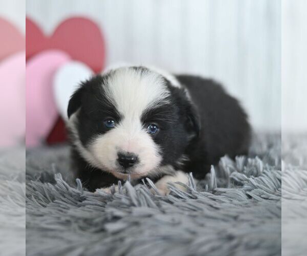 Medium Photo #4 Miniature Australian Shepherd Puppy For Sale in REBERSBURG, PA, USA