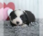 Small #3 Miniature Australian Shepherd