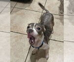 Small #2 Chihuahua Mix