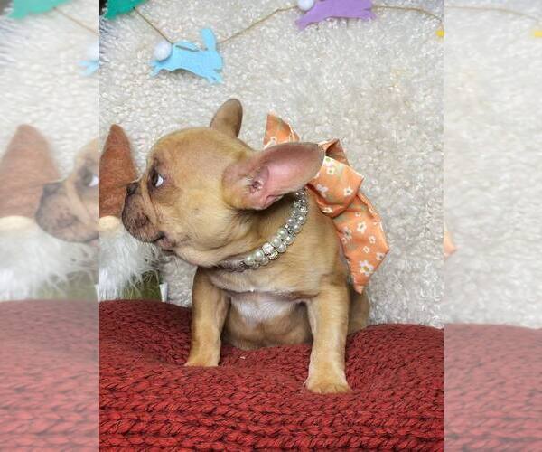 Medium Photo #1 French Bulldog Puppy For Sale in GREENVILLE, TX, USA