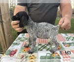 Puppy Puppy 7 German Shorthaired Pointer