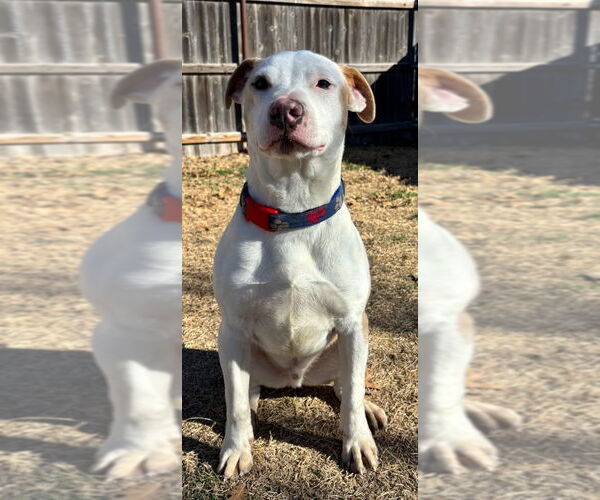 Medium Photo #5 Mutt Puppy For Sale in Great Bend, KS, USA