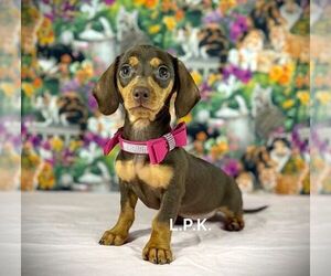 Dachshund Puppy for sale in WINNSBORO, LA, USA