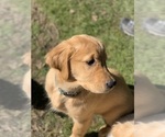 Small Photo #4 Golden Retriever Puppy For Sale in WOODBURN, OR, USA