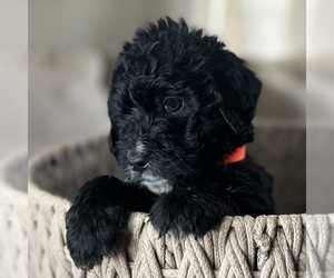 Bernedoodle Puppy for sale in WEST LAFAYETTE, IN, USA