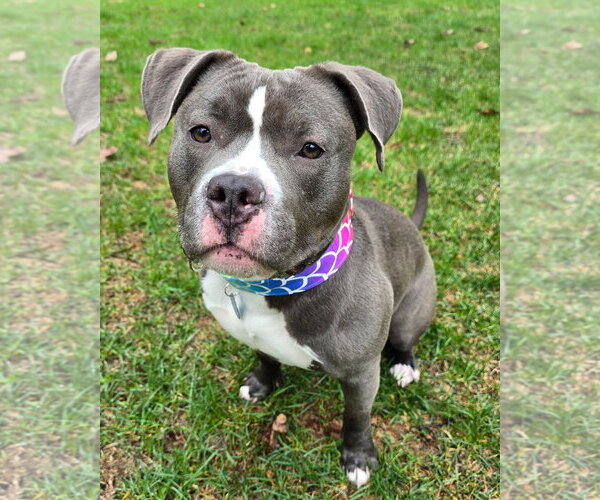 Medium Photo #4 American Pit Bull Terrier Puppy For Sale in Westminster, MA, USA