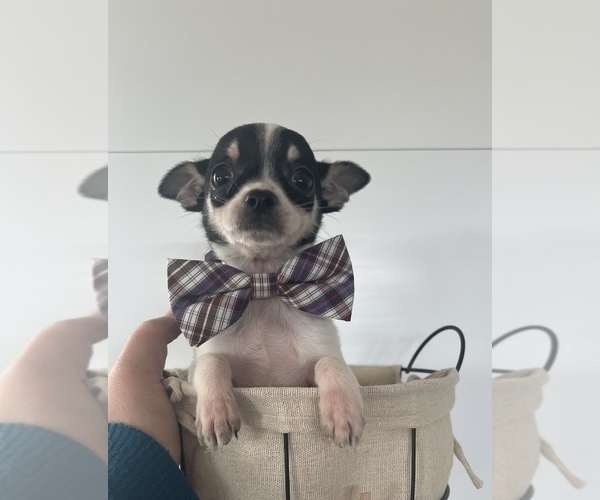 Medium Photo #7 Chipin Puppy For Sale in CENTRALIA, IL, USA