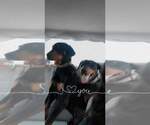 Small #5 Doberman Pinscher