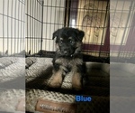 Puppy Blue Collar German Shepherd Dog