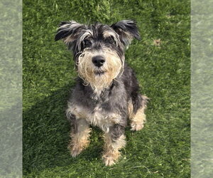 Mutt Dogs for adoption in Lakewood, CO, USA