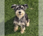 Small Mutt