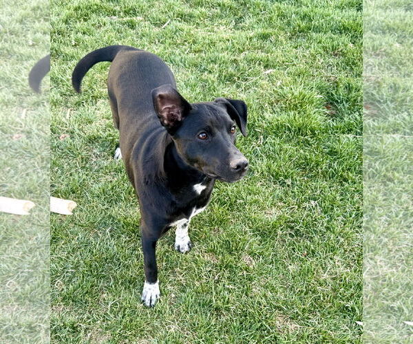 Medium Photo #10 Mutt Puppy For Sale in Sandy, UT, USA