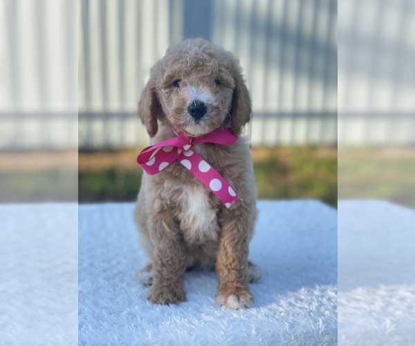 Medium Photo #5 Goldendoodle Puppy For Sale in FROSTPROOF, FL, USA