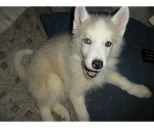 Siberian Husky Puppy for sale in MECOSTA, MI, USA