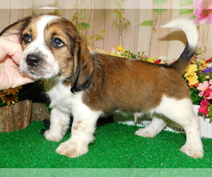 Bea-Tzu Puppy for Sale in HAMMOND, Indiana USA