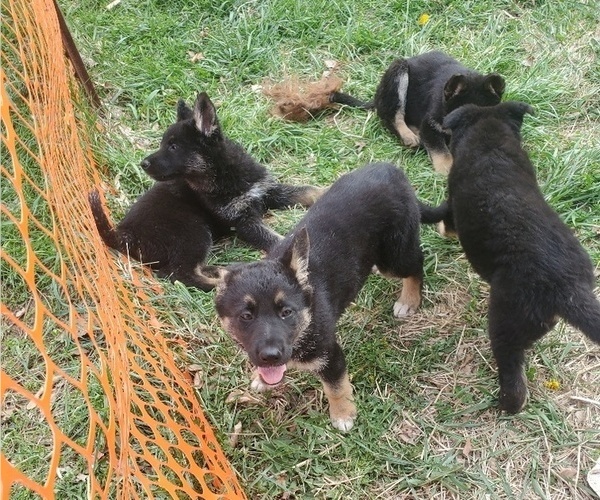Medium Photo #4 German Shepherd Dog Puppy For Sale in W LAFAYETTE, OH, USA