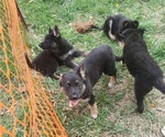 Small Photo #4 German Shepherd Dog Puppy For Sale in W LAFAYETTE, OH, USA