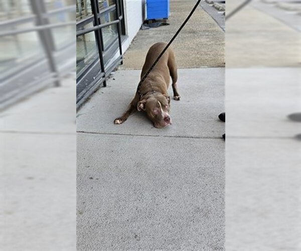 Medium Photo #1 American Pit Bull Terrier Puppy For Sale in Norfolk, VA, USA