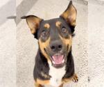 Small #3 German Shepherd Dog Mix