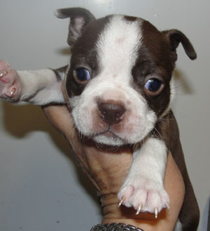 Medium Photo #4 Boston Terrier Puppy For Sale in MULINO, OR, USA