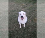Small Great Pyrenees Mix