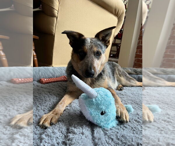 Medium Photo #4 Mutt Puppy For Sale in Canton, CT, USA