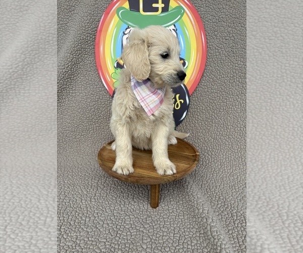 Medium Photo #2 Goldendoodle Puppy For Sale in CLARKSVILLE, TX, USA