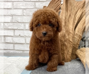 Poodle (Toy) Puppy for sale in MANHATTAN, NY, USA