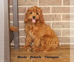 Image preview for Ad Listing. Nickname: Roxie