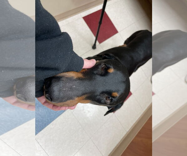Medium Photo #6 Doberman Pinscher Puppy For Sale in Minneaoplis, MN, USA