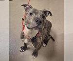 Small Mutt
