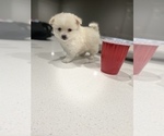 Small Photo #7 Cardigan Welsh Corgi-Pomeranian Mix Puppy For Sale in ALBUQUERQUE, NM, USA