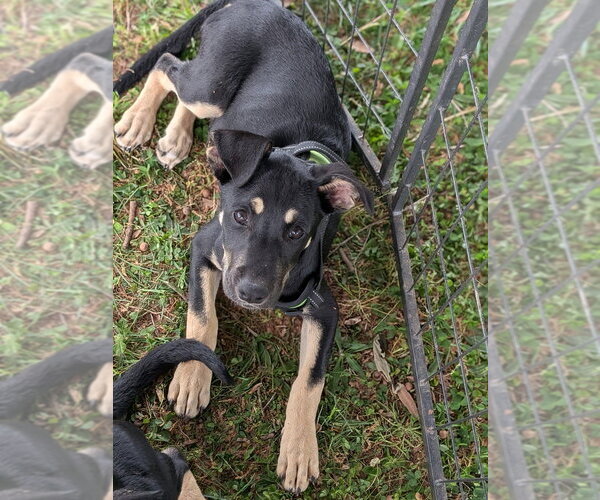 Medium Photo #3 Mutt Puppy For Sale in garner, NC, USA