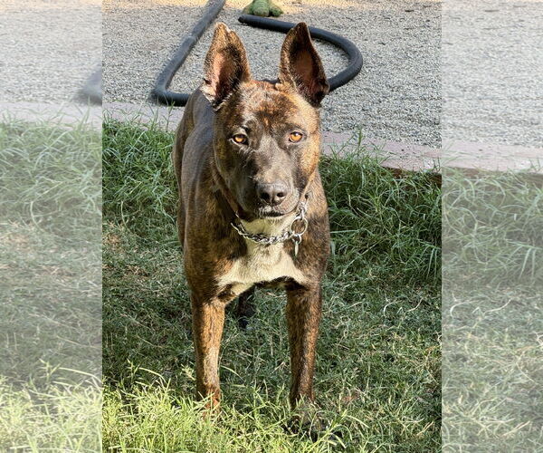 Medium Photo #2 Mutt Puppy For Sale in Lake Elsinore, CA, USA