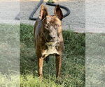 Small #1 Mutt