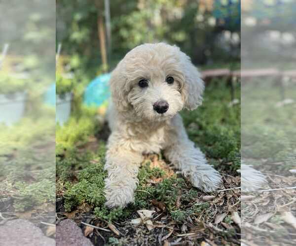 Medium Photo #1 Mutt Puppy For Sale in Sandy, UT, USA