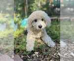 Small Mutt