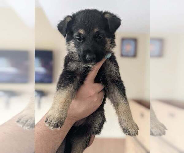 Medium Photo #8 German Shepherd Dog Puppy For Sale in KANSAS CITY, MO, USA