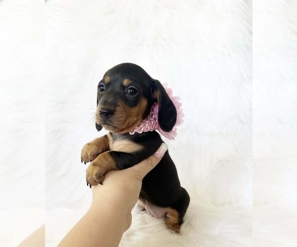 Medium Photo #2 Dachshund Puppy For Sale in DAVIS, CA, USA