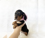 Small #1 Dachshund