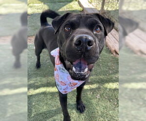 La Brea - Female Labrador Retriever-Unknown Mix Dog for Adoption - Photo #3