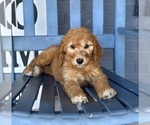Small #2 Goldendoodle