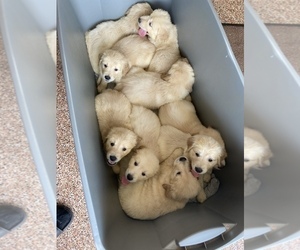 Golden Retriever Puppy for sale in CAMBRIA, VA, USA